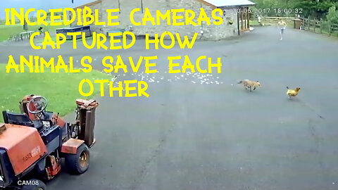 SURVEILLANCE CAMERAS: Farm animals save each other from predators!