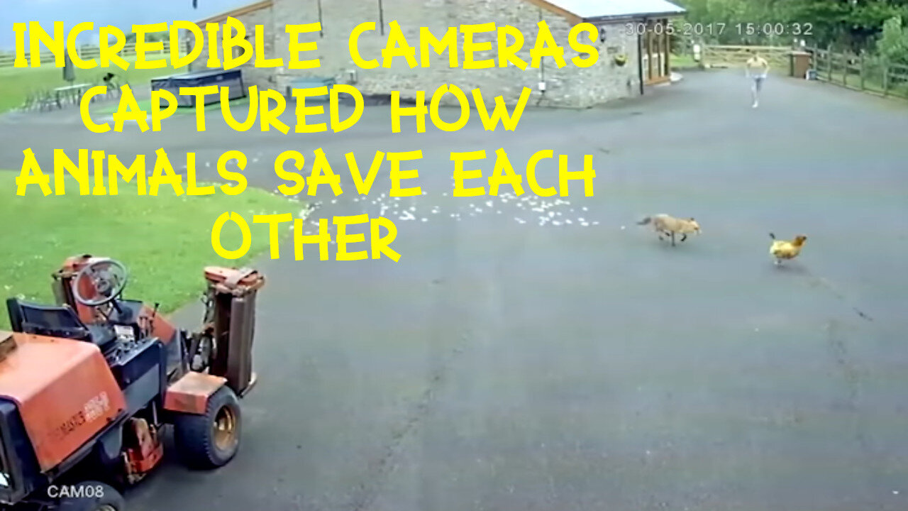 SURVEILLANCE CAMERAS: Farm animals save each other from predators!