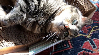 February 2, 2020 - A Place in the Sun for Belle Bells The Cat