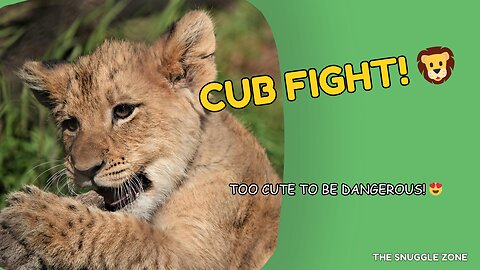 BABY LIONS PLAY FIGHT 🦁💥 | Cutest Cub Wrestling Match Ever!