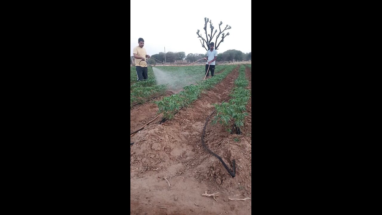 farming crop fungicide spray
