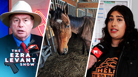 Horse 'rescuer' accused of appalling mistreatment pleads case