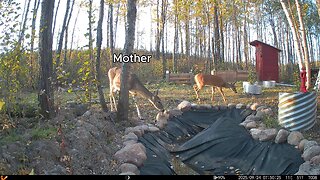 Wildlife Captured on Game Camera 30 ft From My Cabin