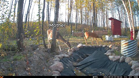 Wildlife Captured on Game Camera 30 ft From My Cabin