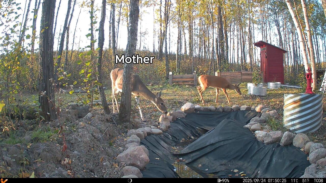 Wildlife Captured on Game Camera 30 ft From My Cabin