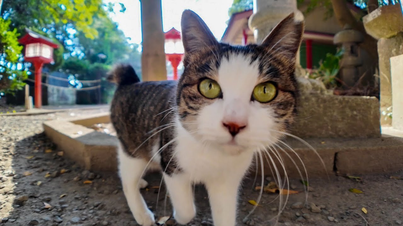 A cat I met on a path along the sea guided me to a shrine.