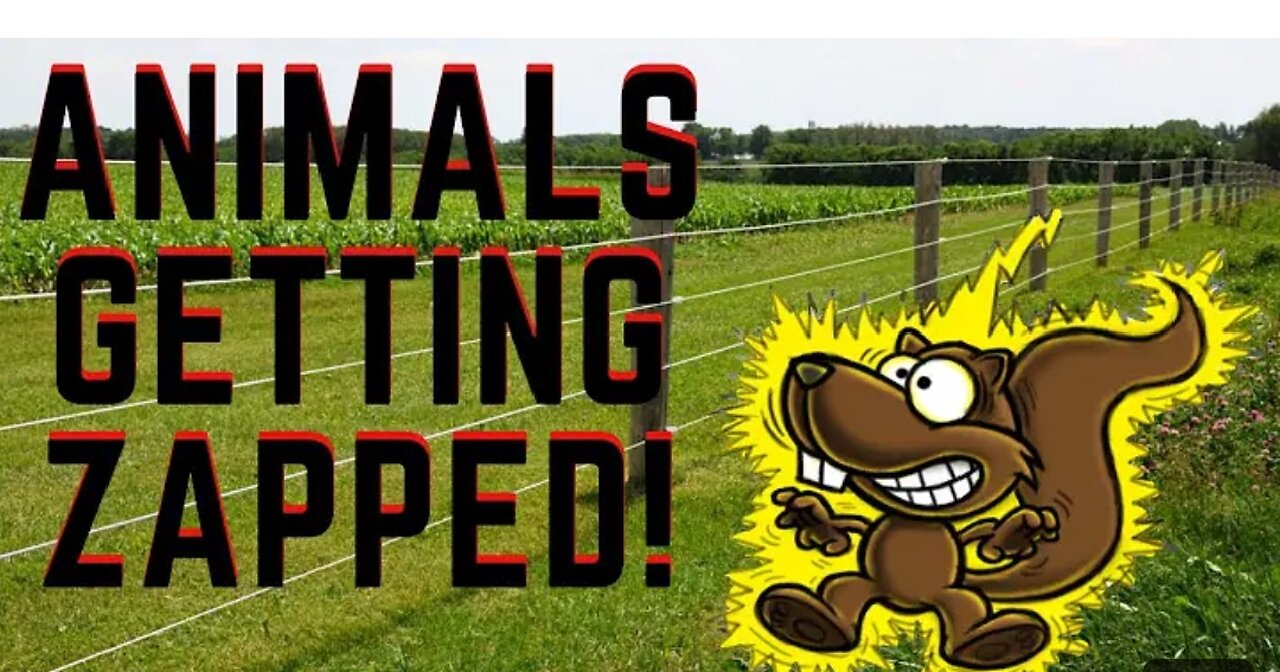 Animals Getting Shocked with Funny Sound Effects