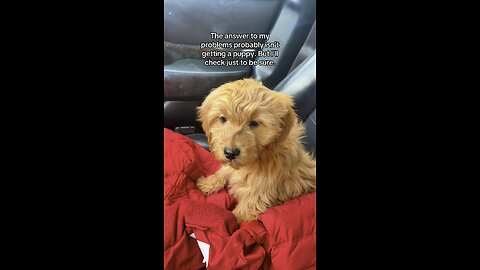 The Puppy That Healed My Soul | Maple Mae’s First Day Home