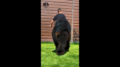 Tibetan Mastiff