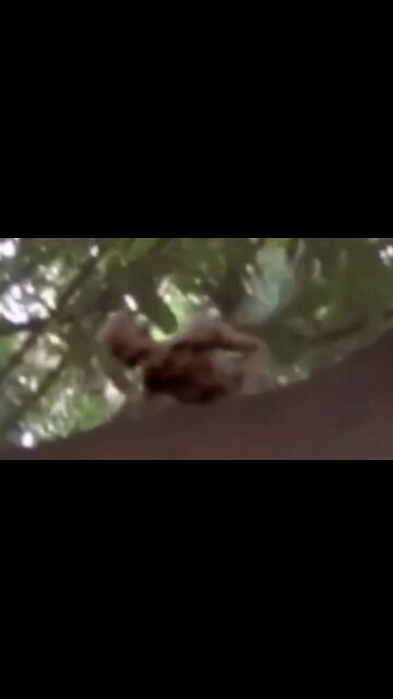 Ist dies eine Fee? Oder einer dieser kleinen grauen Alien Zwerge?