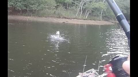 Bass hits a popper just as after it hits the water, BAM! Nice, Fish On!