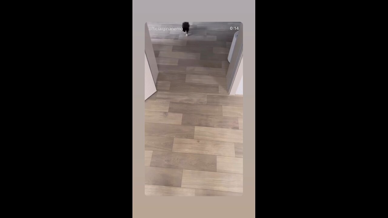 Tiny kitty