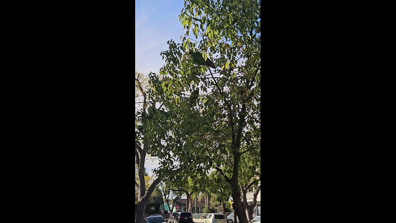 Well Fed parrot 🦜