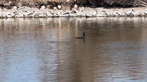 Cormorant catches huge trout