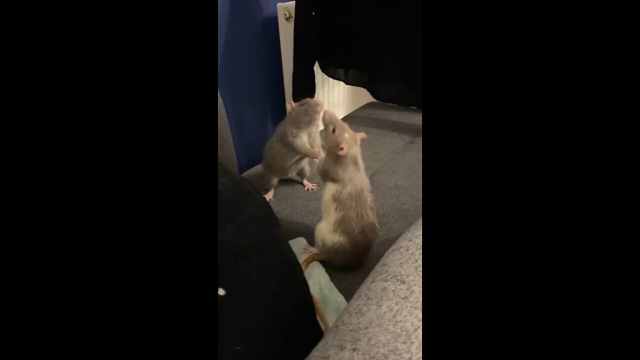 Funny rat fighting