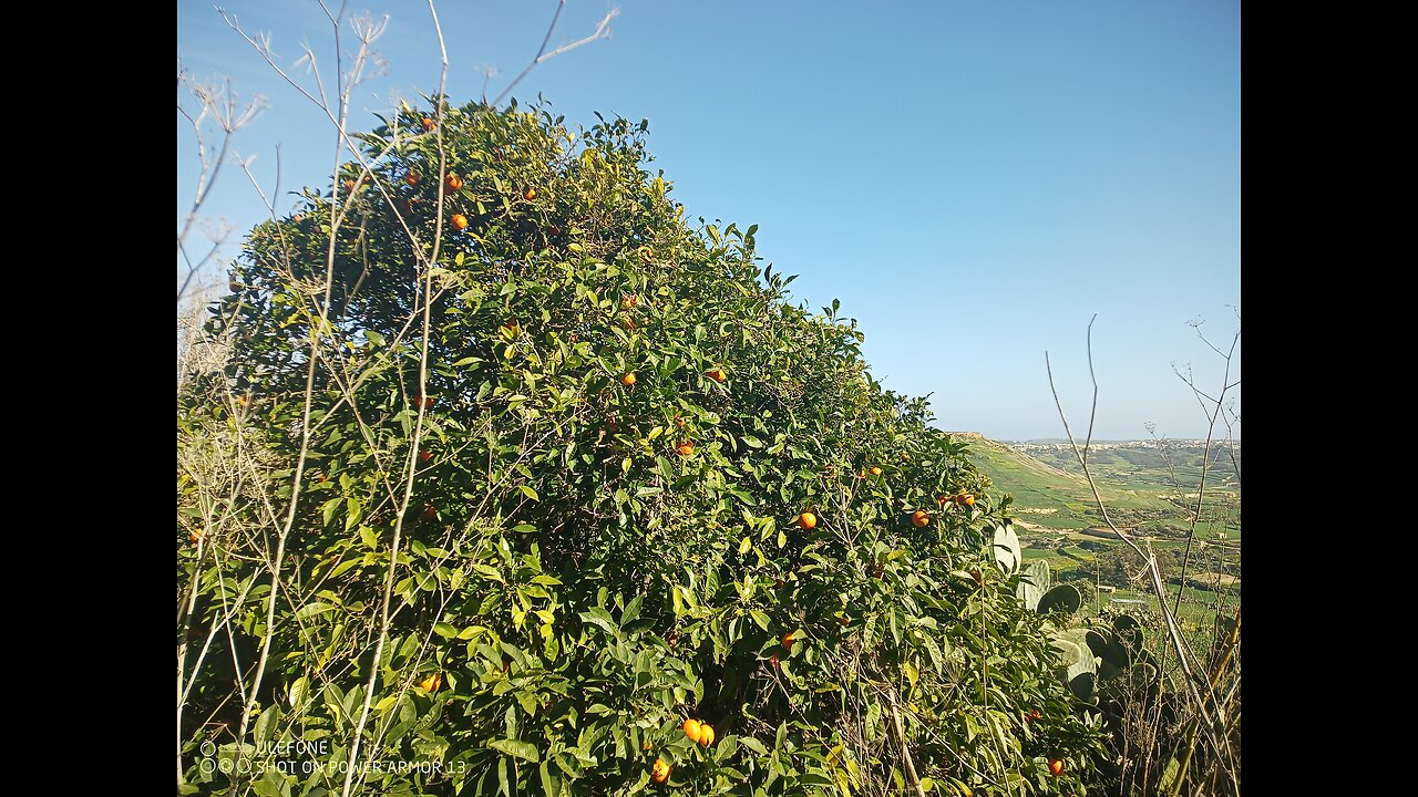 Bei einem Apfelsinen Baum