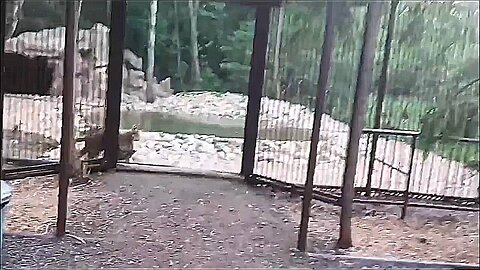 tigers 🙃