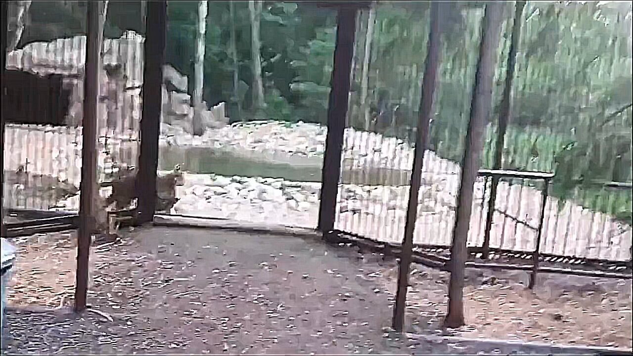 tigers 🙃
