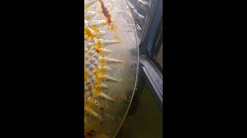 How To Clean Caked On Grime On Glass With Zero Effort Flawlessly - 1 of 2