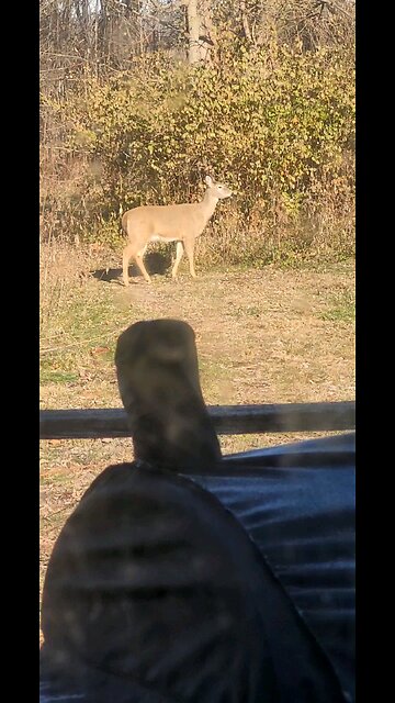 Deer Video Taken Today 12 14 2025 From Our Back Porch Temp 9 Degrees 5 Below Zero Windchill
