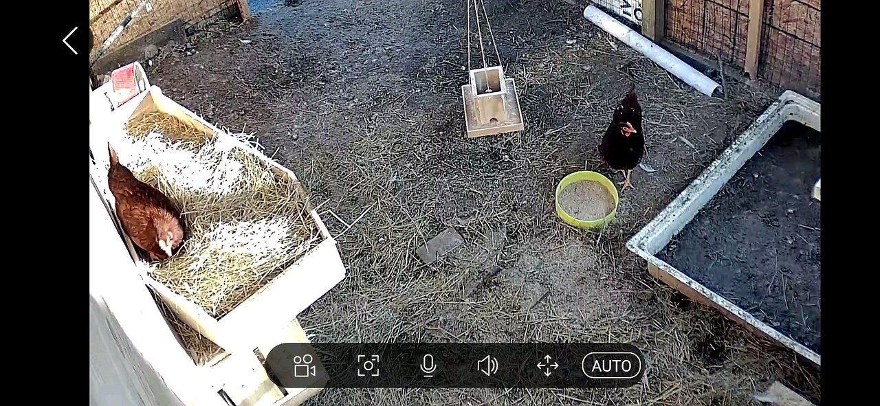 chickens doing chickens stuff