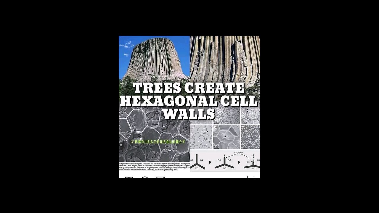 Ancient Trees