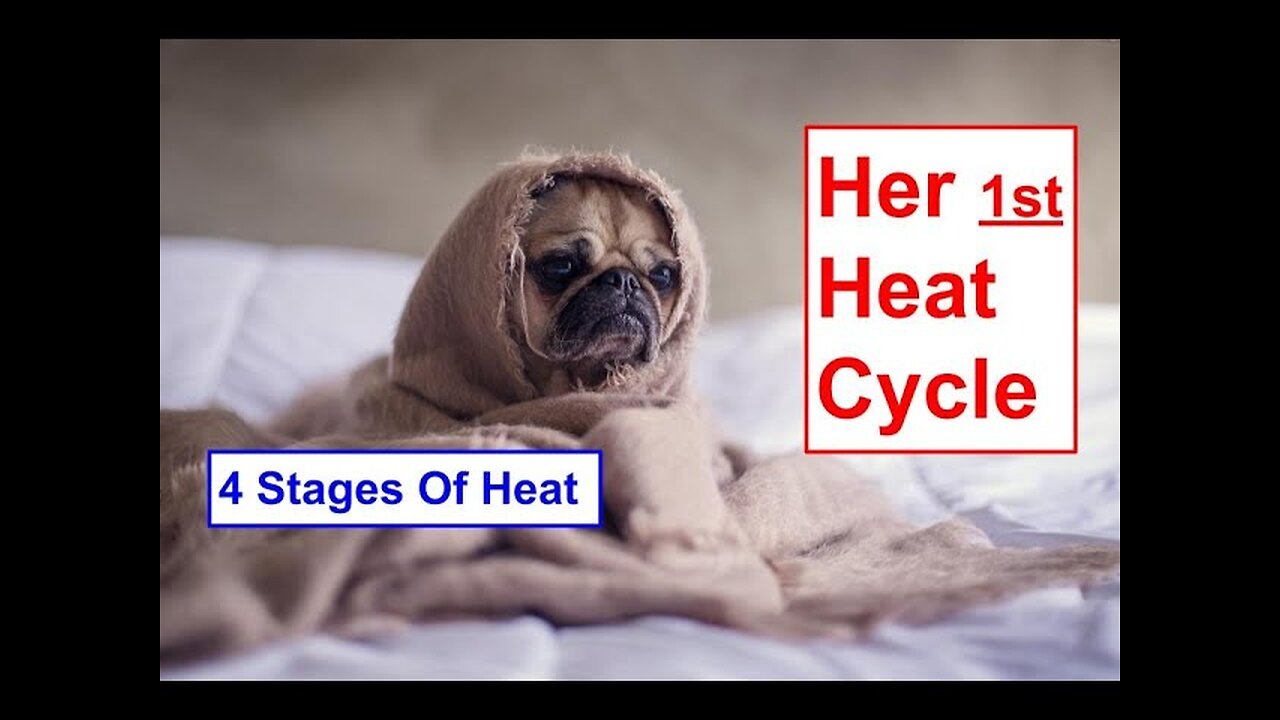 What Happens When Your Dog Goes Into Heat & 4 Stages Of Heat