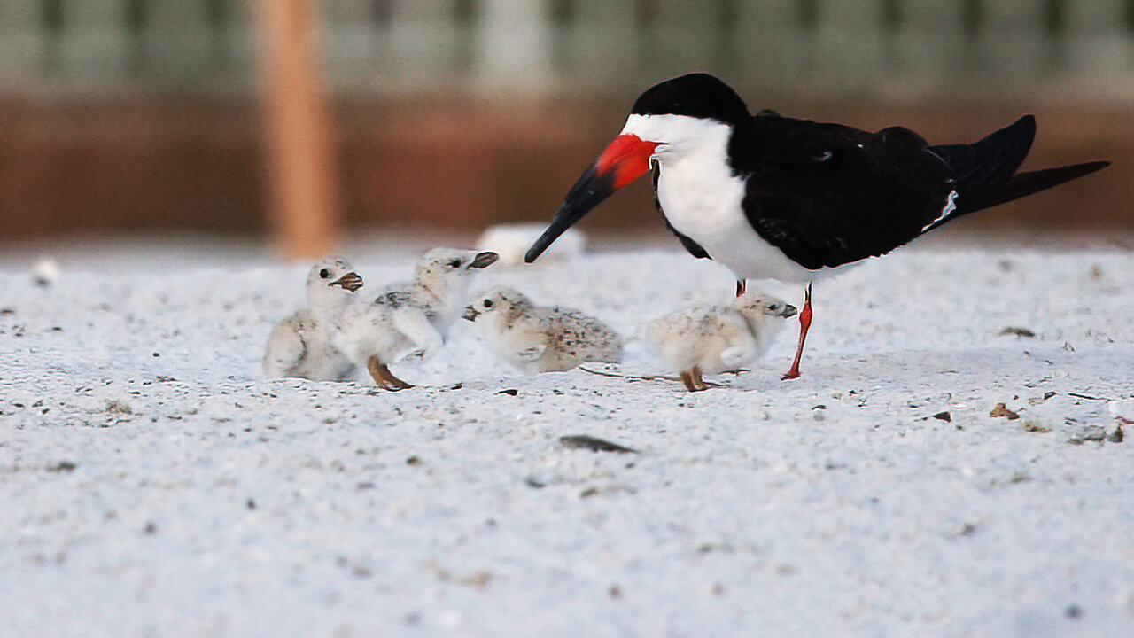 Taking Care of a Big Family