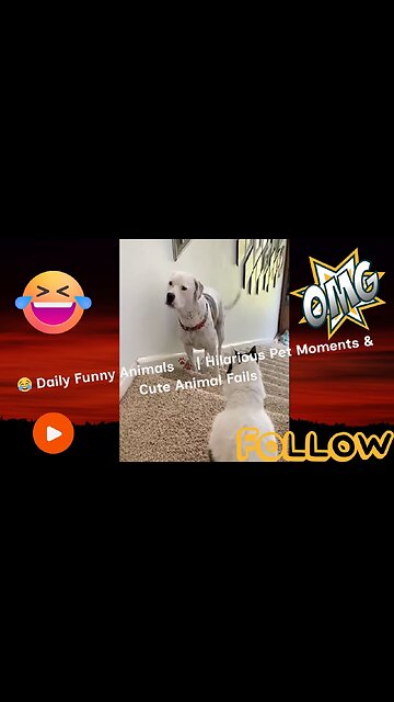 😂 Daily Funny Animals 🐾 | Hilarious Pet Moments & Cute Animal Fails