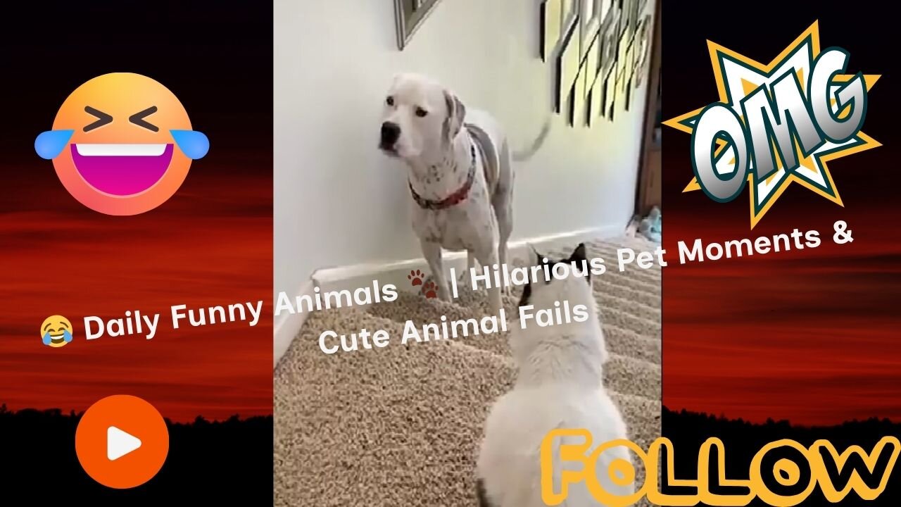 😂 Daily Funny Animals 🐾 | Hilarious Pet Moments & Cute Animal Fails