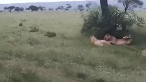 animals