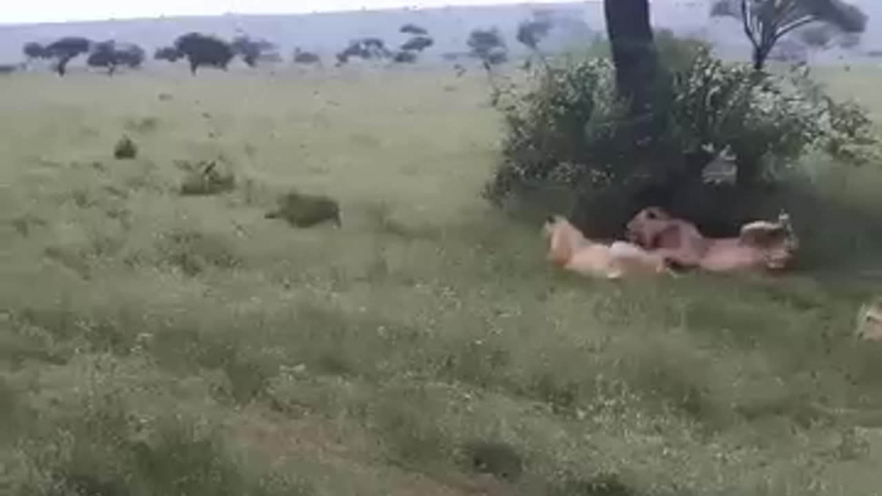animals