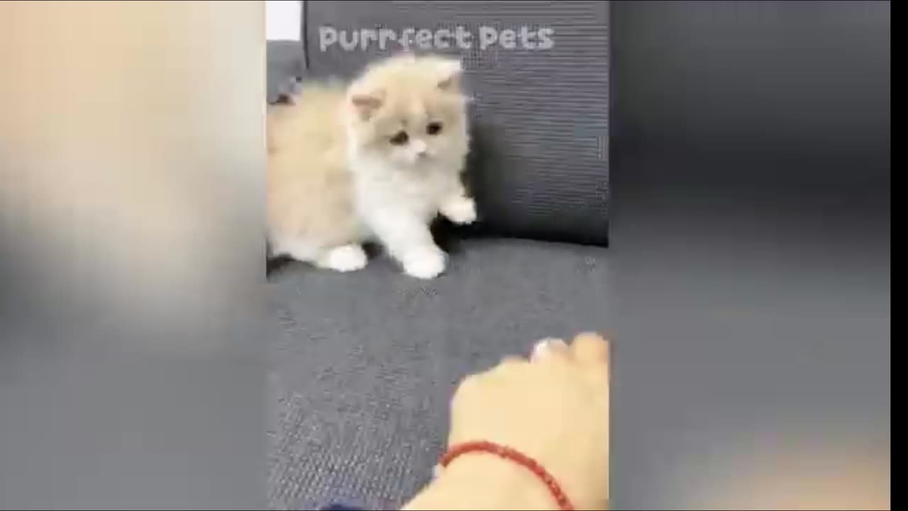 Funny animals video 🐶😂