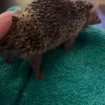 The itch just won’t go away