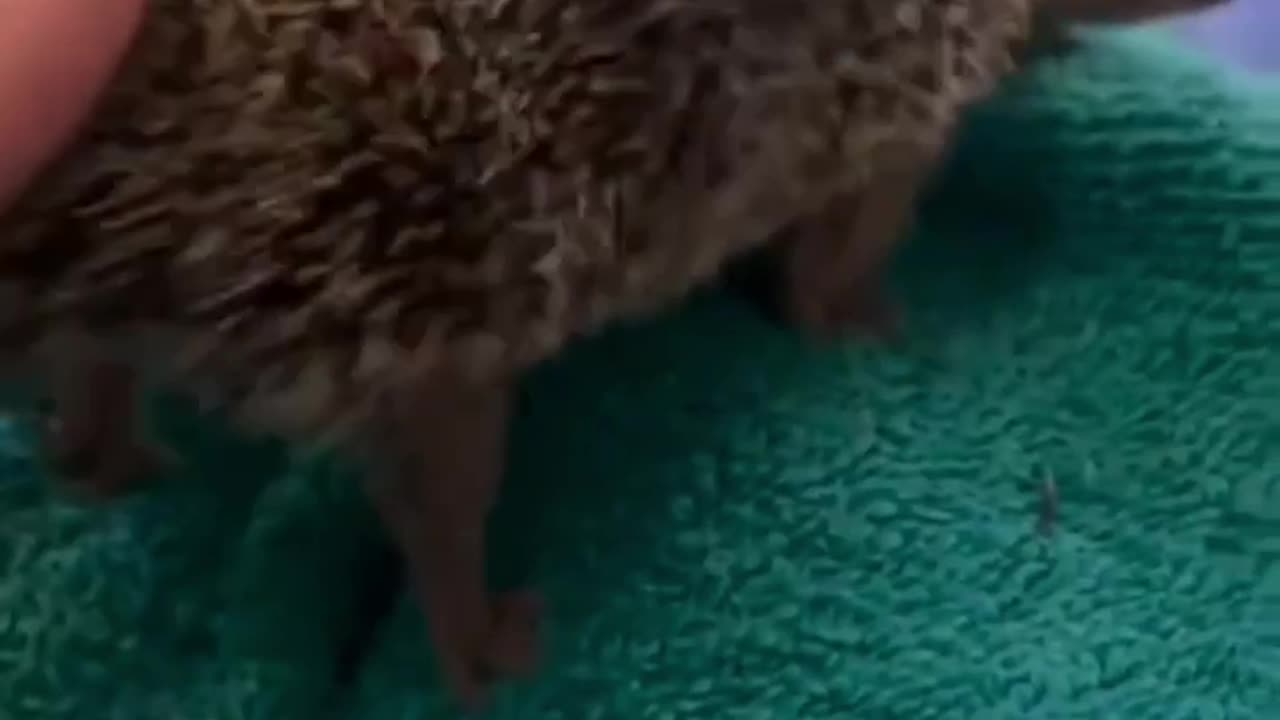 The itch just won’t go away
