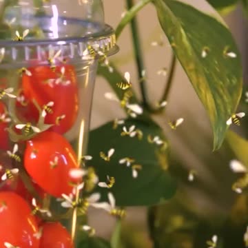Ever tried growing tomatoes at home?🍅