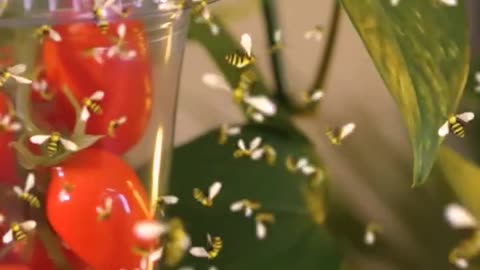 Ever tried growing tomatoes at home?🍅