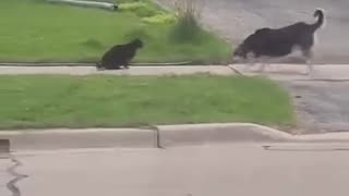 😂🐕 You Can Literally See The Exact Moment The Dog Freaks Out! | FunFM