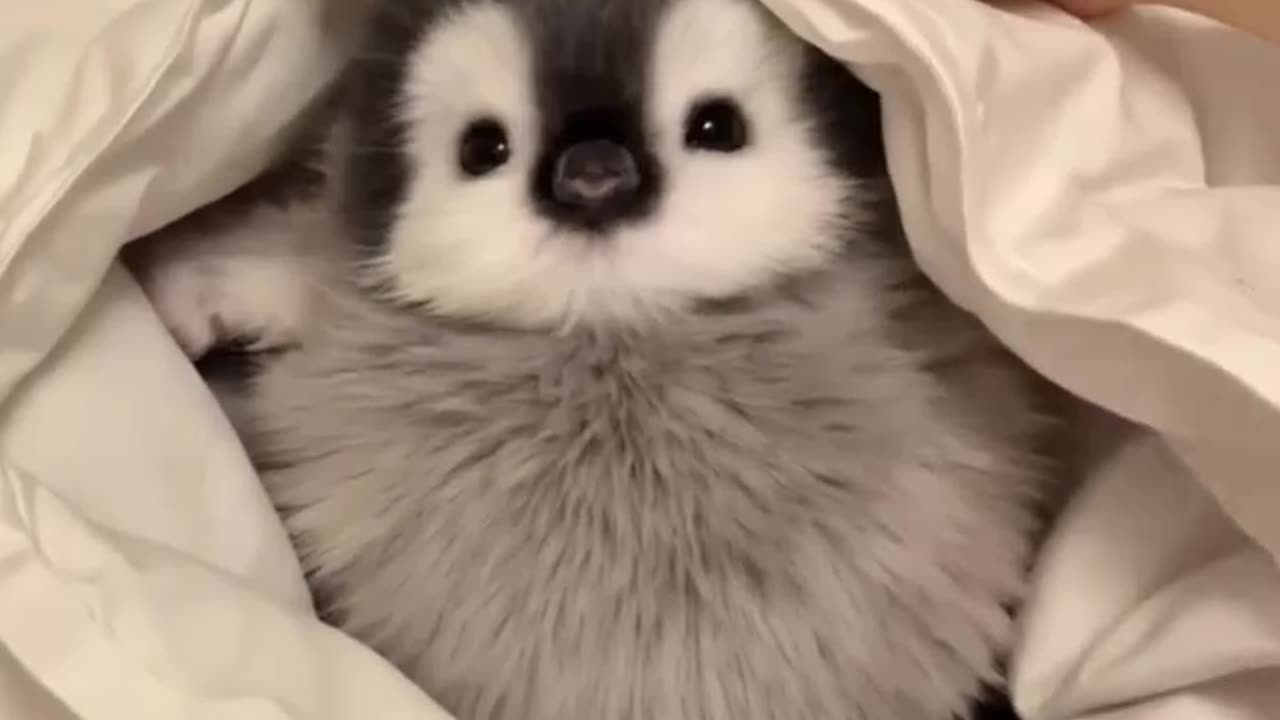 My little penguin