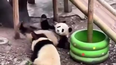 Cutest Panda Moments