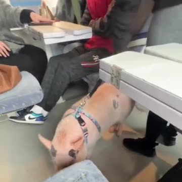 French woman walks her pet and is accused of racism and Islamophobia.