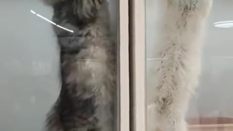 🤣👀 Wait, How Do They Know Who's Winning? | FunFM