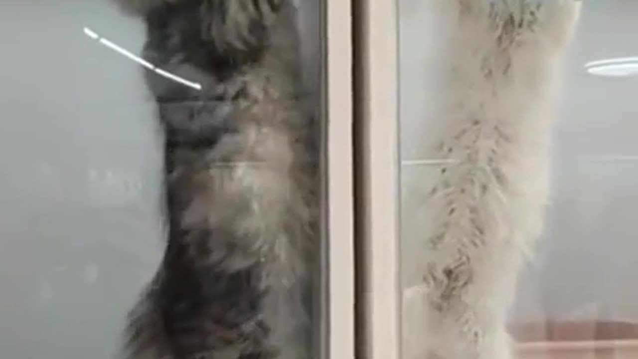 🤣👀 Wait, How Do They Know Who's Winning? | FunFM