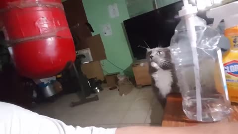 Pointless Pet Video 3: Miss Kitty (July 17, 2017)