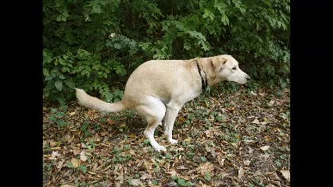The Penisman - Merely Tolerating It Won't Work