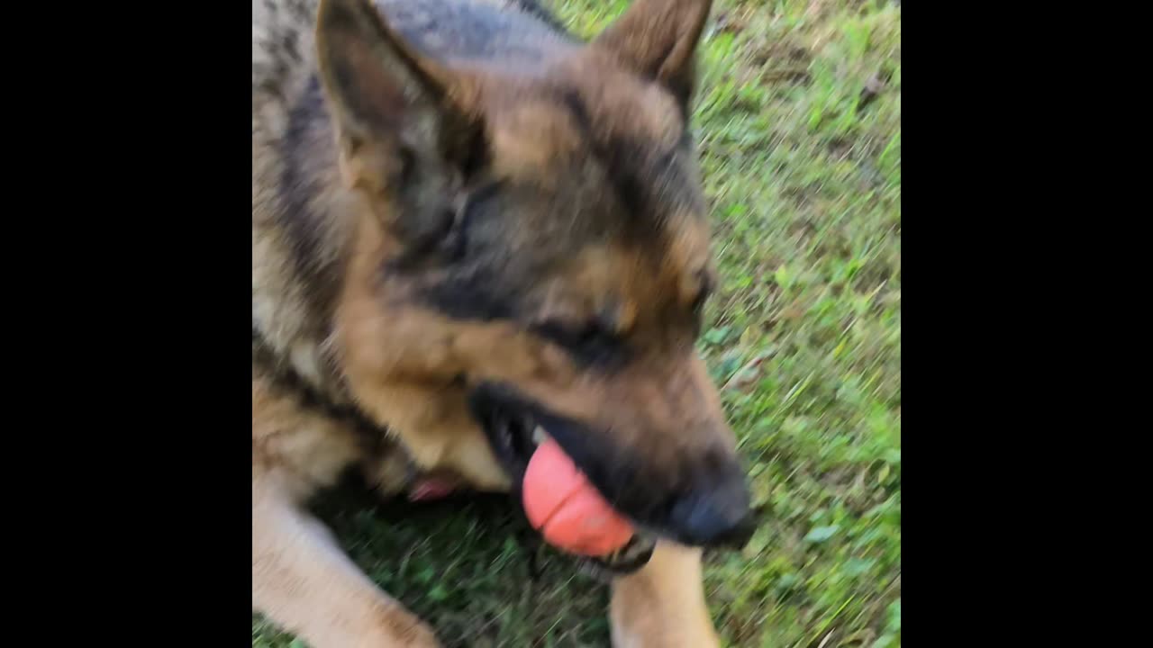 Virgil the sable.