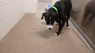 Downy 2y A876899 kennel 227 harrys haven PACC shelter unsure of me(he wants doggie walk?)20251012698