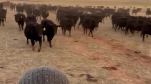 Raising America's #1 Beef for you, at cartercountrymeats.com