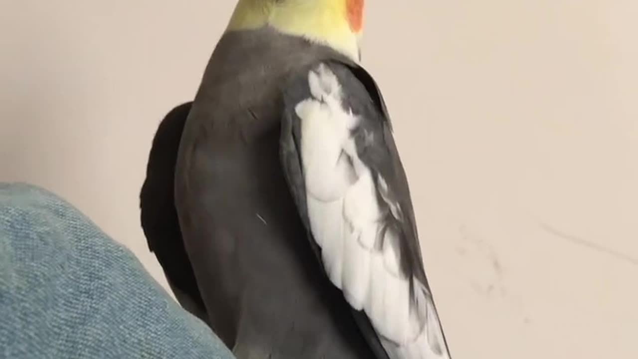 😂🐦 Bird Mimicking Its Owner! | FunFM
