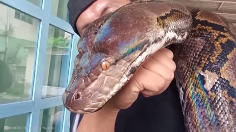 Tear-Jerking Reunion 😢 | Animal Recognizes Owner After So Long 🐕